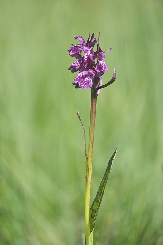 Dactylorhiza_lapponica7.jpg.2010653ca6105fffc50bb1e887b87c8b.jpg