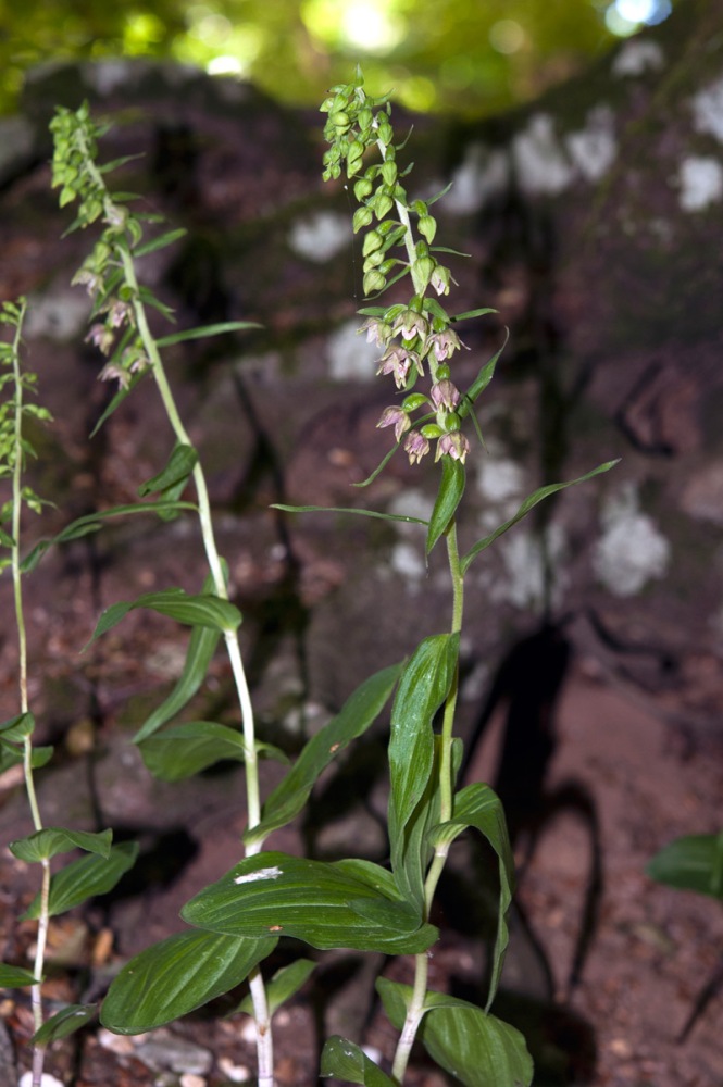 Epipactis-helleborine-1479_2022.jpg