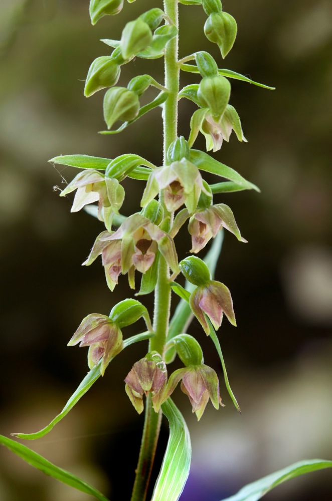 Epipactis-helleborine-1499_07_2022.jpg