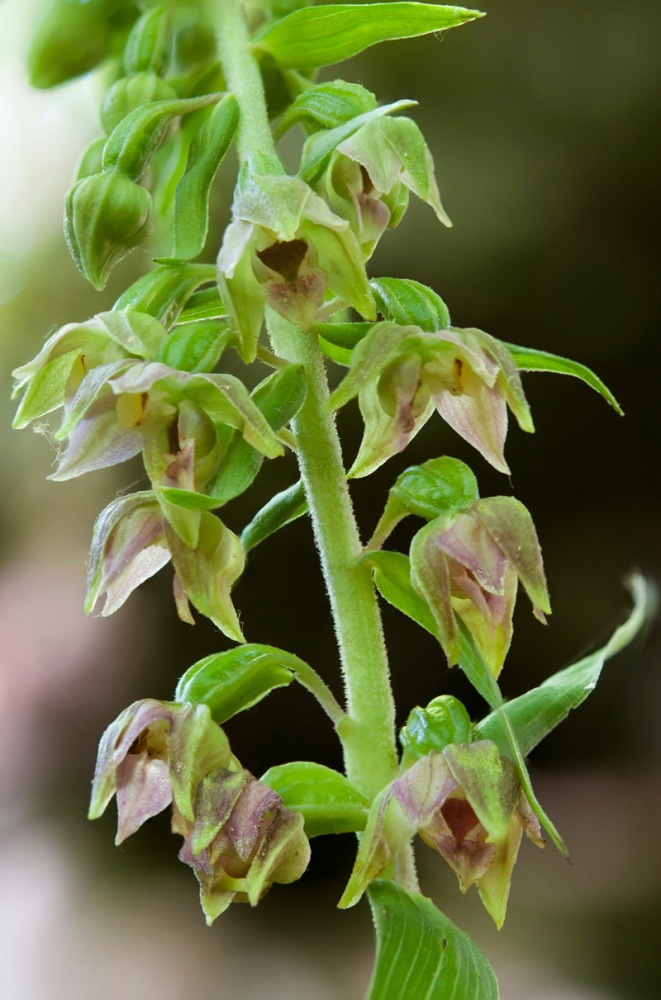 Epipactis-helleborine-1523_33_2022.jpg