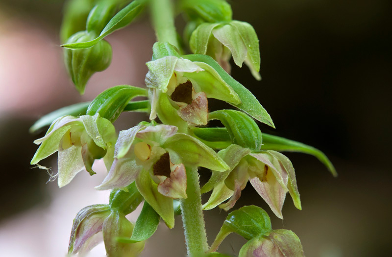 Epipactis-helleborine-1559_69_2022.jpg