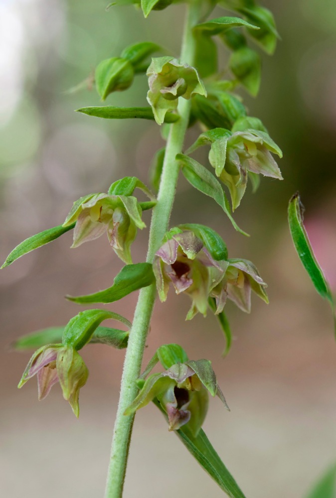 Epipactis-helleborine-1588_93_2022.jpg