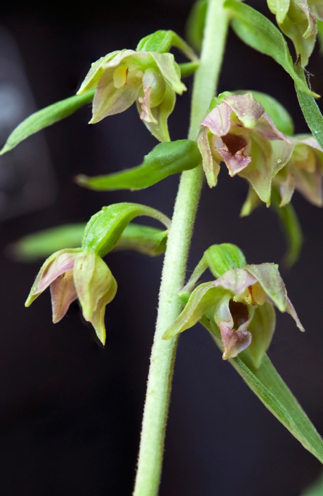 Epipactis-helleborine-1603_07_2022.jpg