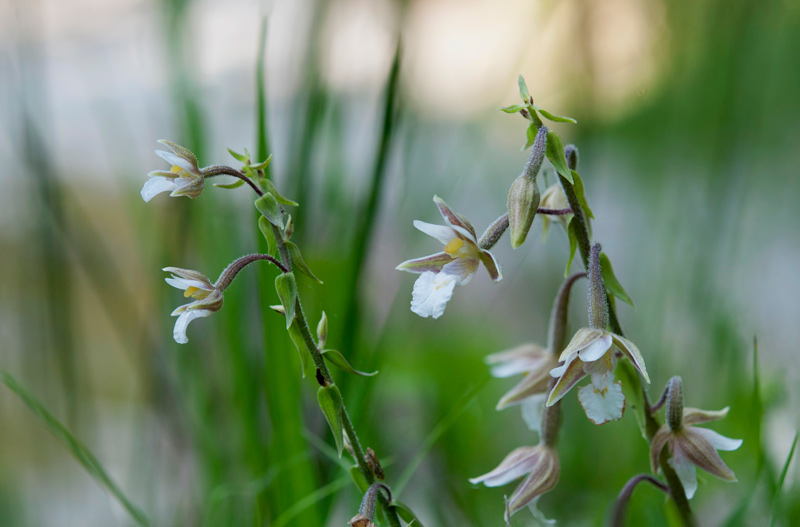 Epipactis-palustris-1247_50_2022.jpg