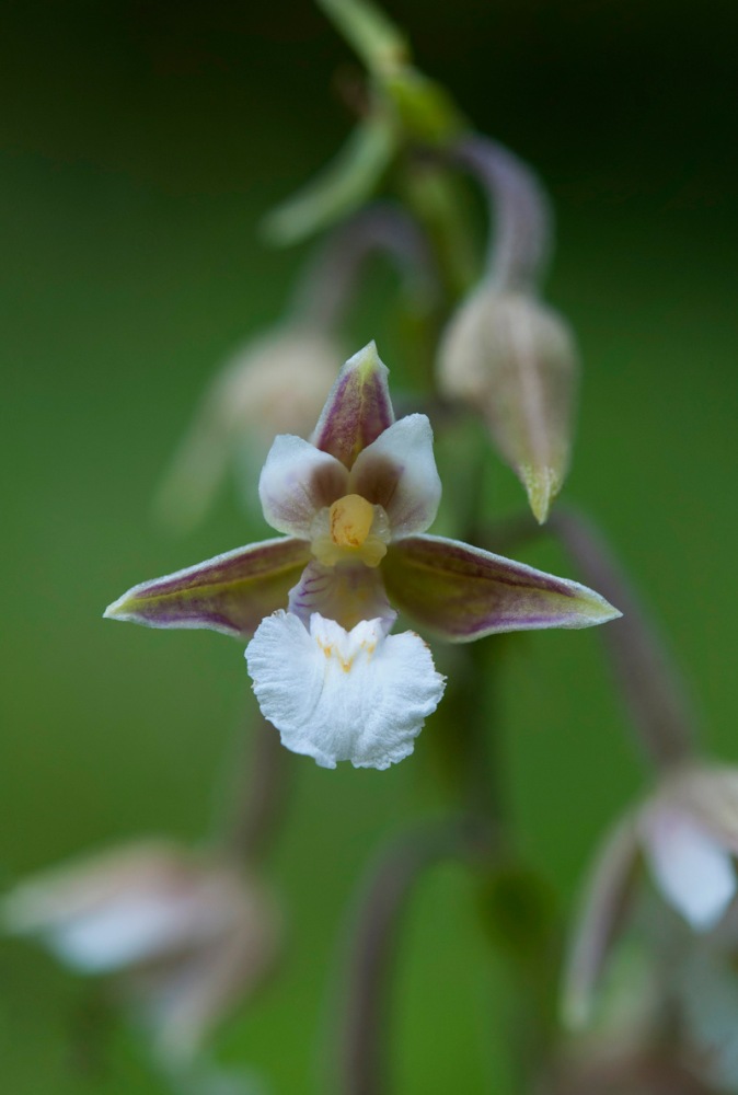 Epipactis-palustris-1259_64_2022.jpg