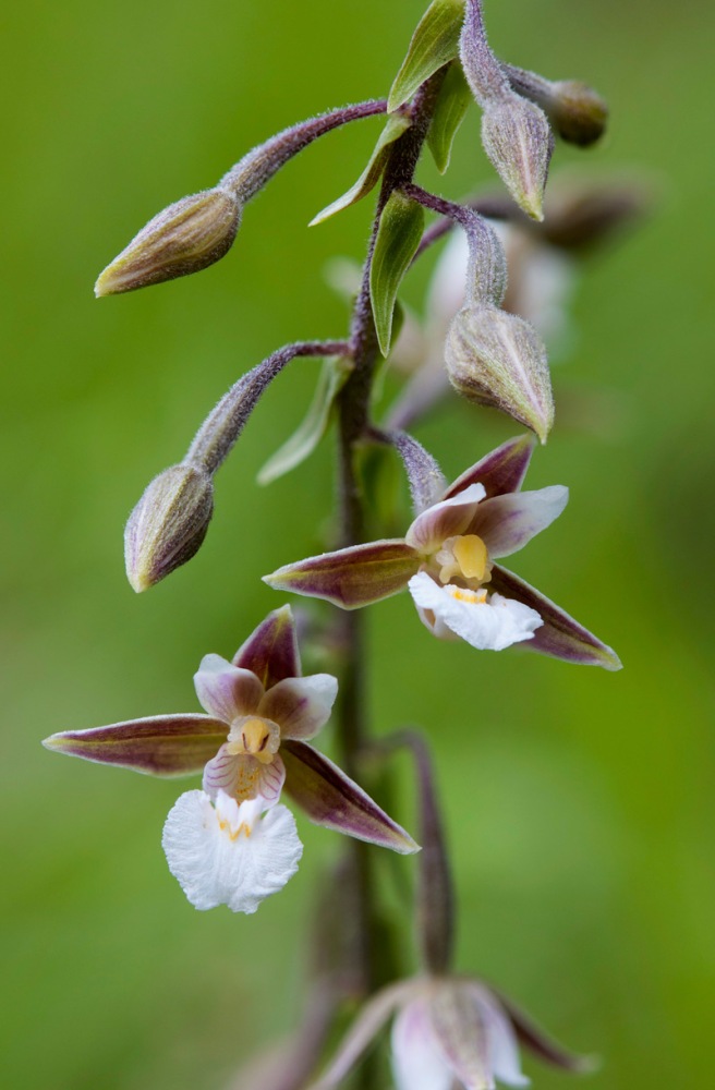 Epipactis-palustris-1357_63_2022.jpg