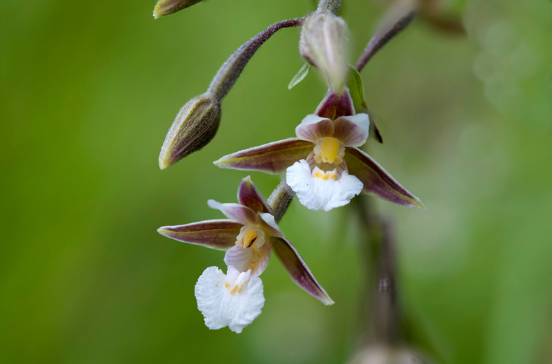 Epipactis-palustris-1377_84_2022.jpg