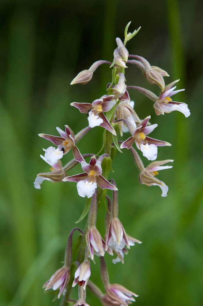 Epipactis-palustris-1405_11_2022.jpg