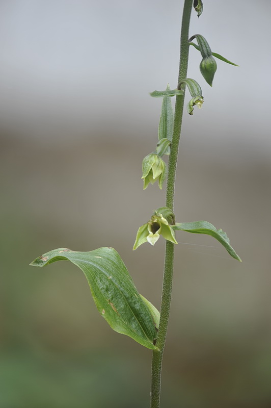 Epipactis_autumnalis.jpg.f7ab902d11e7c8de7a092cb960493be7.jpg