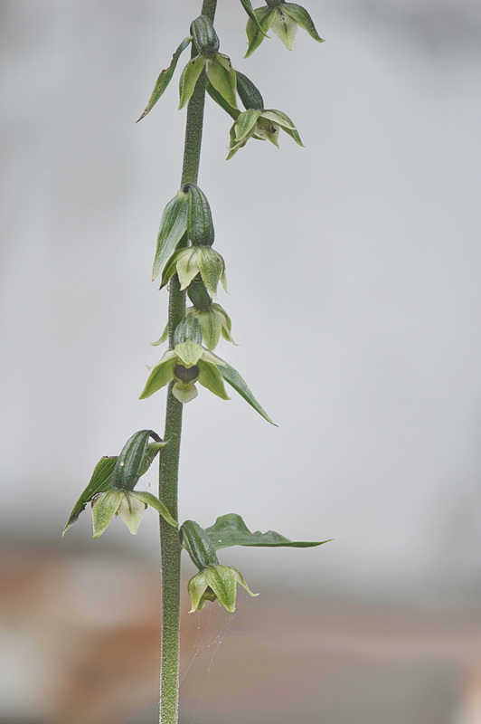 Epipactis_autumnalis1.jpg.754045b9a4e097db08363c58ac22dad4.jpg