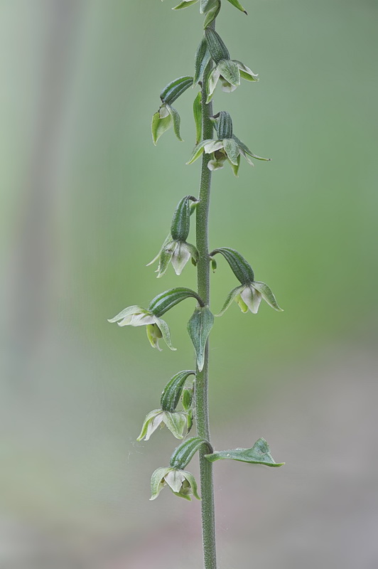 Epipactis_autumnalis2.jpg.9118e7831d79c318621e43fbe371af3e.jpg