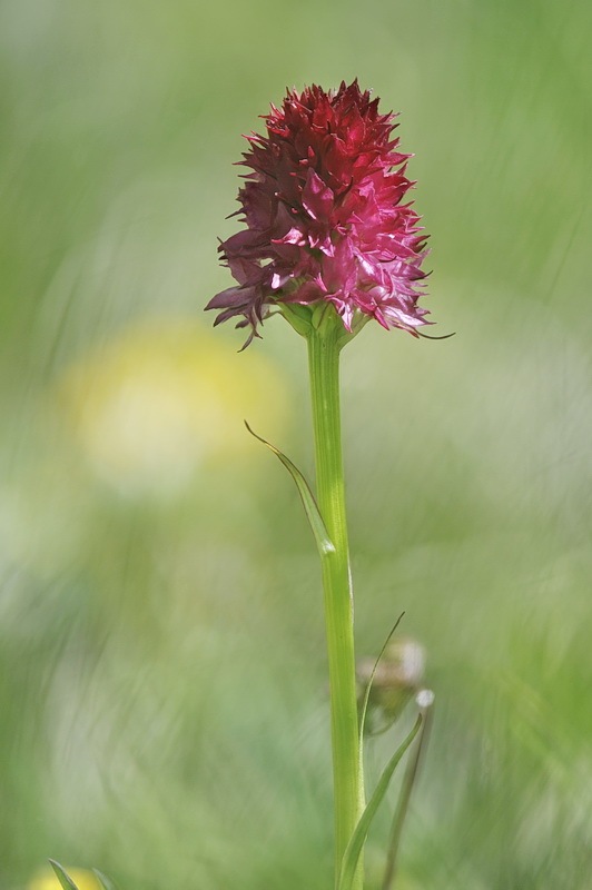 Nigritella_miniata-dolomitensis.jpg.d60c4fea2bd82baeba457fce89e445d8.jpg