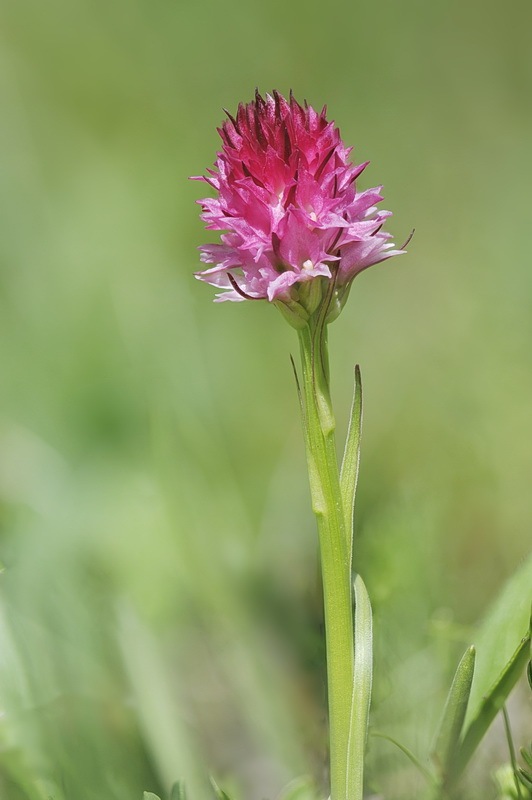 Nigritella_miniata-dolomitensis1.jpg.9cb603065caa88b6e408e5499751a3dc.jpg