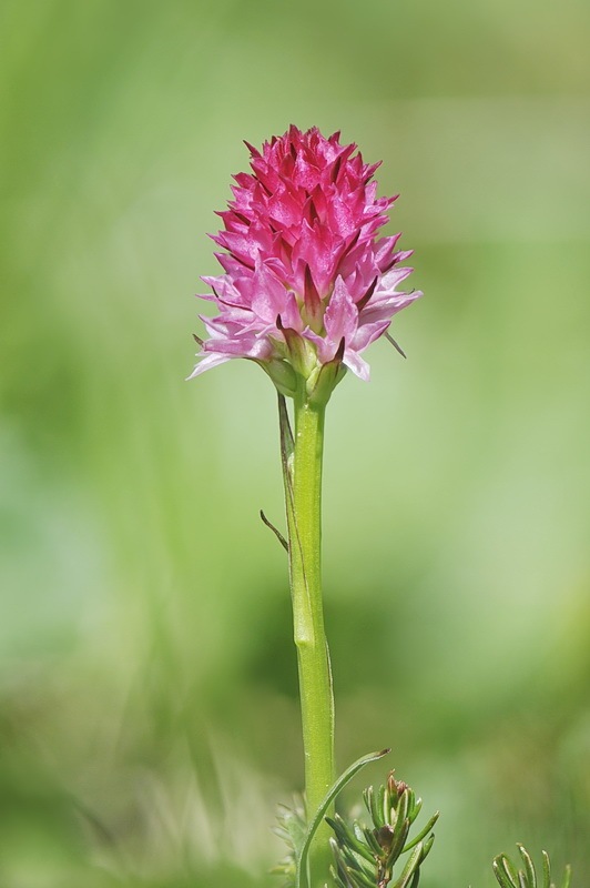 Nigritella_miniata-dolomitensis2.jpg.d753398fc600d99703543aa151d465e5.jpg