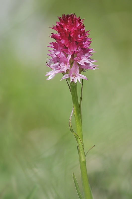 Nigritella_miniata-dolomitensis5.jpg.6b4792b2793c347e4118d7b89d577e28.jpg