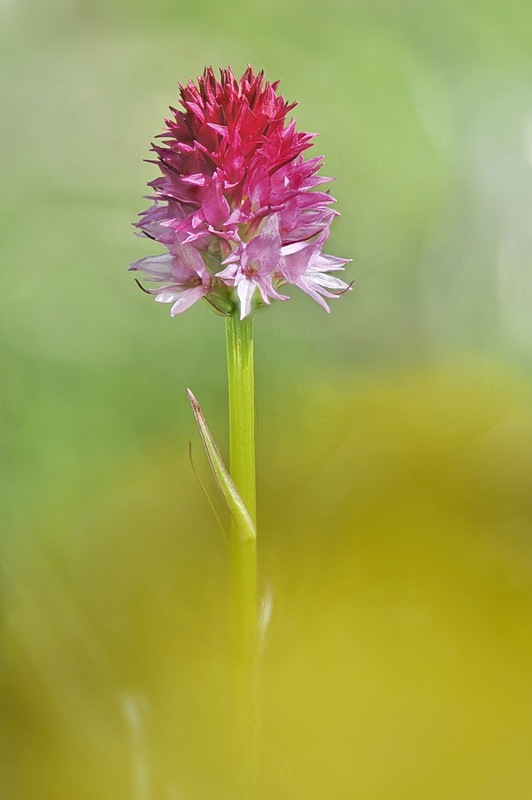 Nigritella_miniata-dolomitensis6.jpg.9123b7849c46f3d49750b68721840cc4.jpg