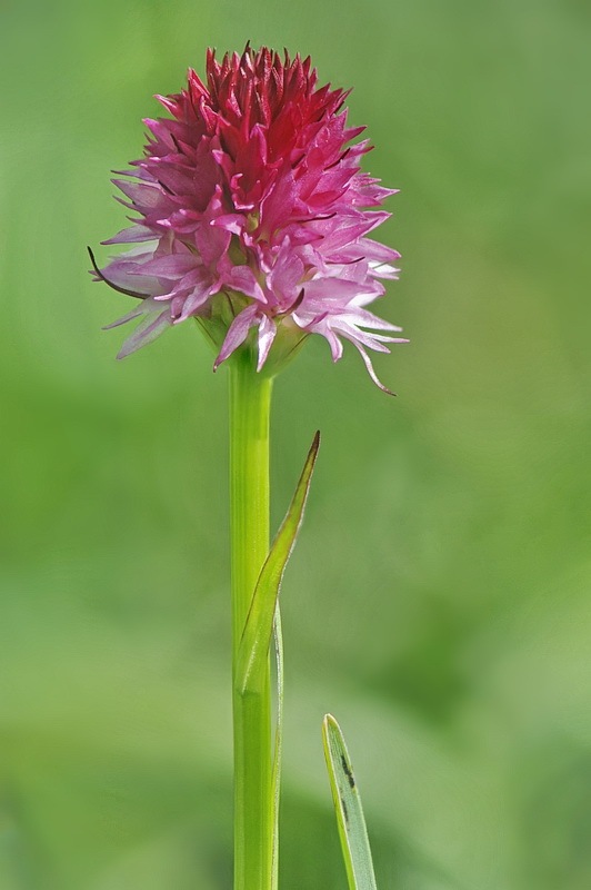 Nigritella_miniata-dolomitensis7.jpg.b3f0254eb2367aa47adeded44d6cadf4.jpg