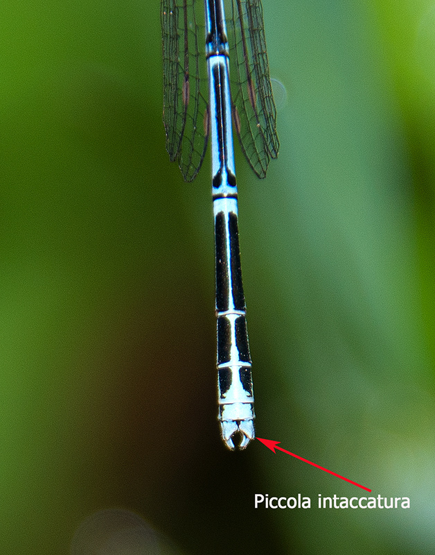 Platycnemis-pennipes_-maschio-(20)---Copia.jpg