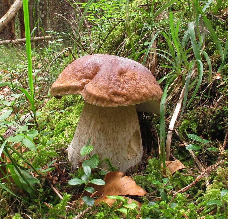 Boletus edulis Bull. ; Fr. 1.jpg