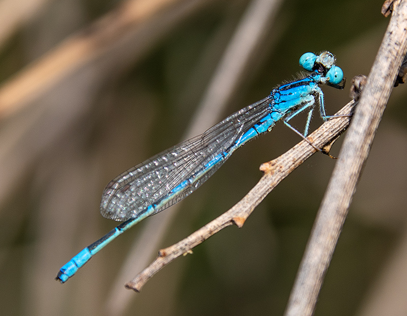 Coenagrion-scitulum_-maschio-(34).jpg