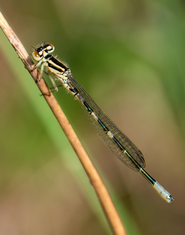 Coenagrion-scitulum_-maschio-immaturo-(7).jpg