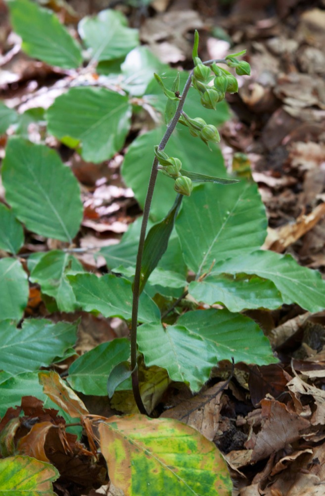 Epipactis-microphylla-1656_62_2022.jpg