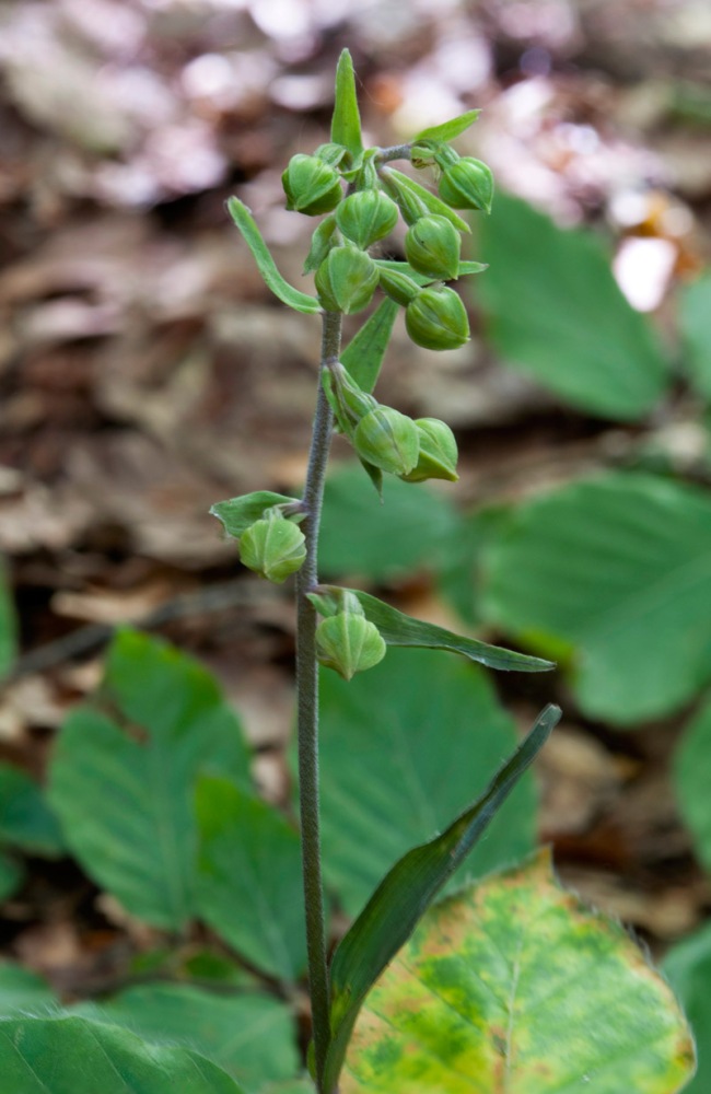 Epipactis-microphylla-1684_90_2022.jpg