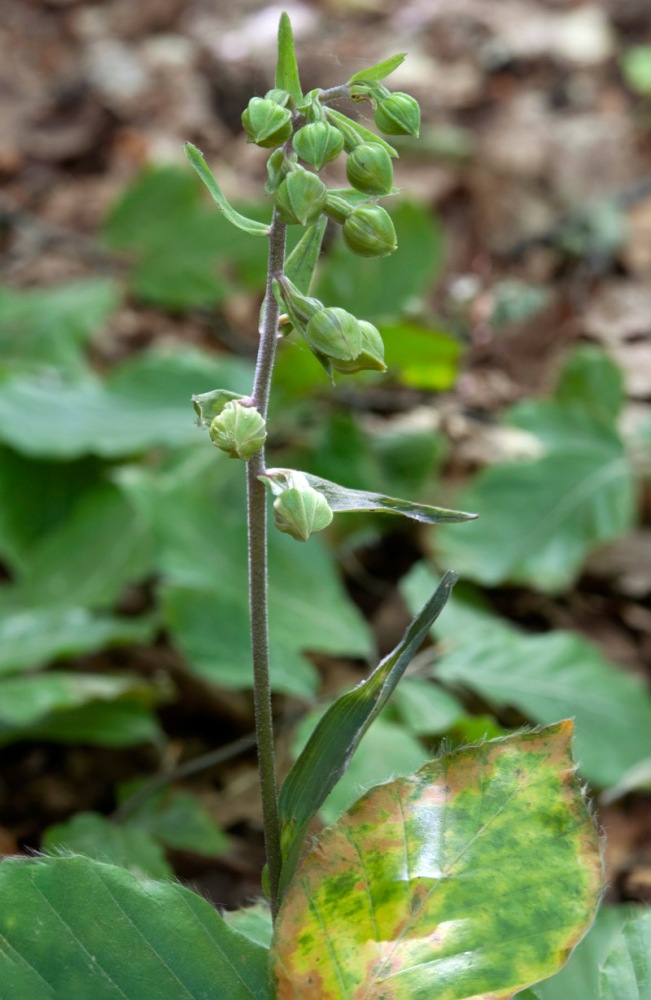 Epipactis-microphylla-1691_97_2022.jpg