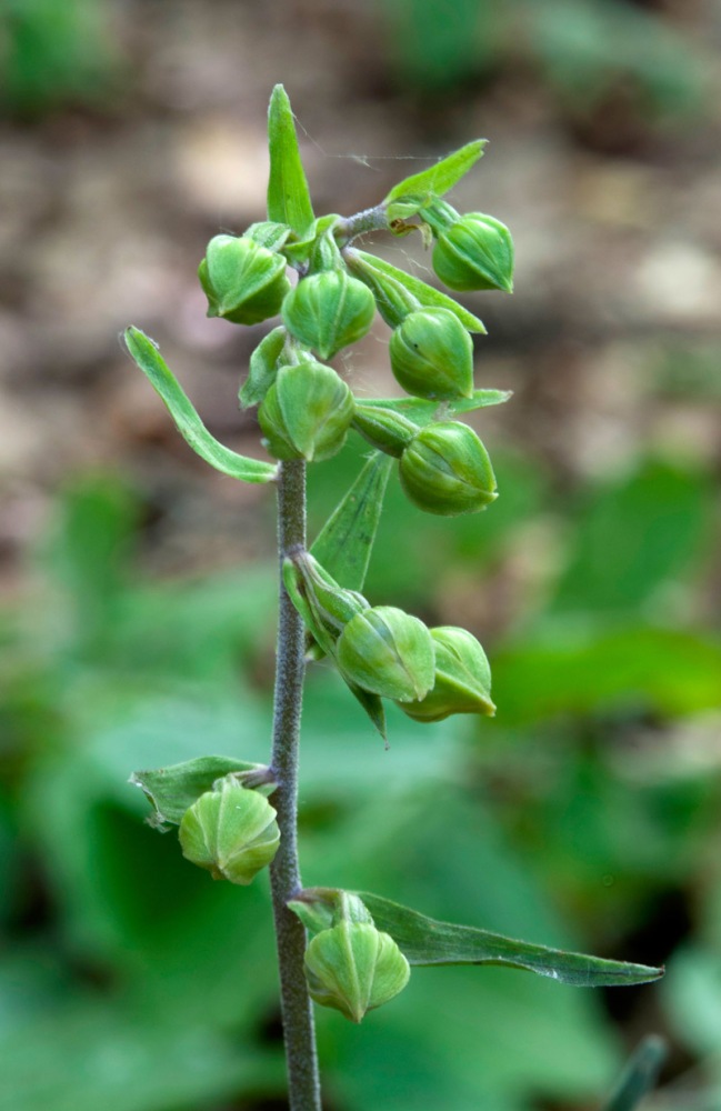 Epipactis-microphylla-1698_09_2022.jpg