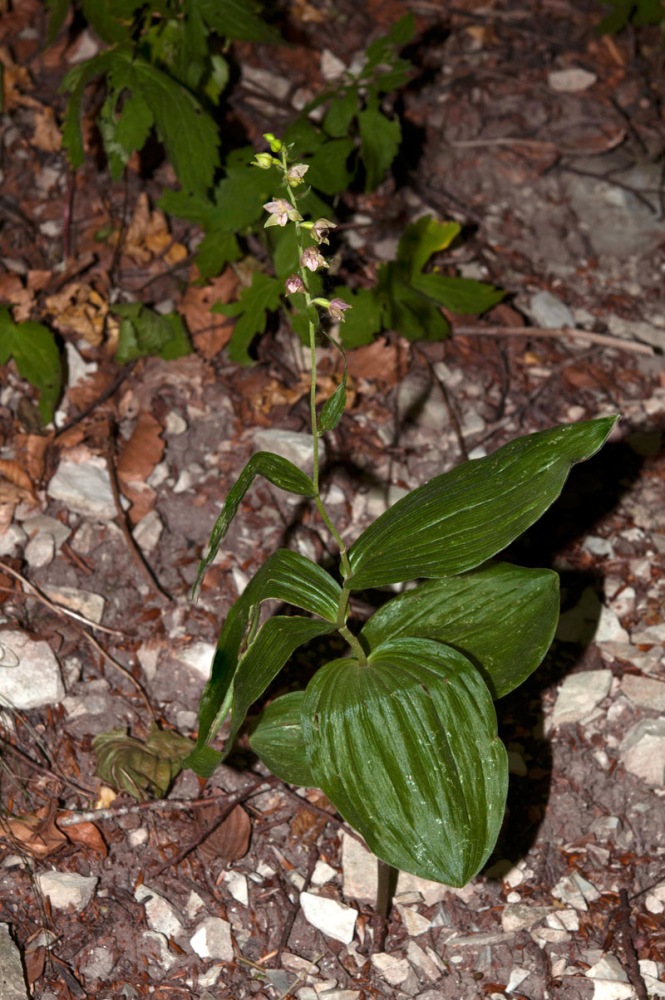 Epipactis-negletta-1745_46_2022.jpg