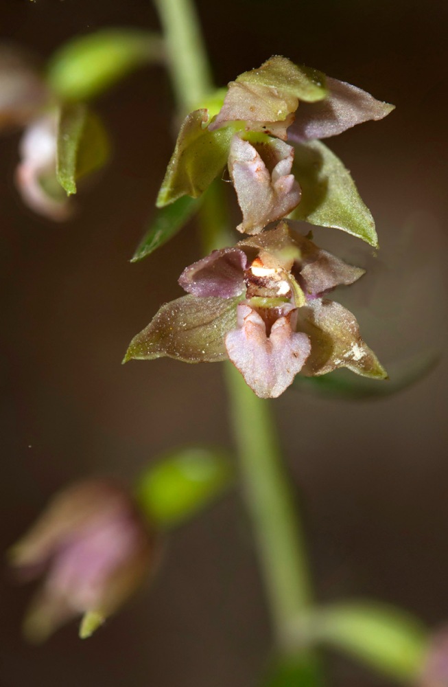 Epipactis-negletta-1836_47a_2022.jpg