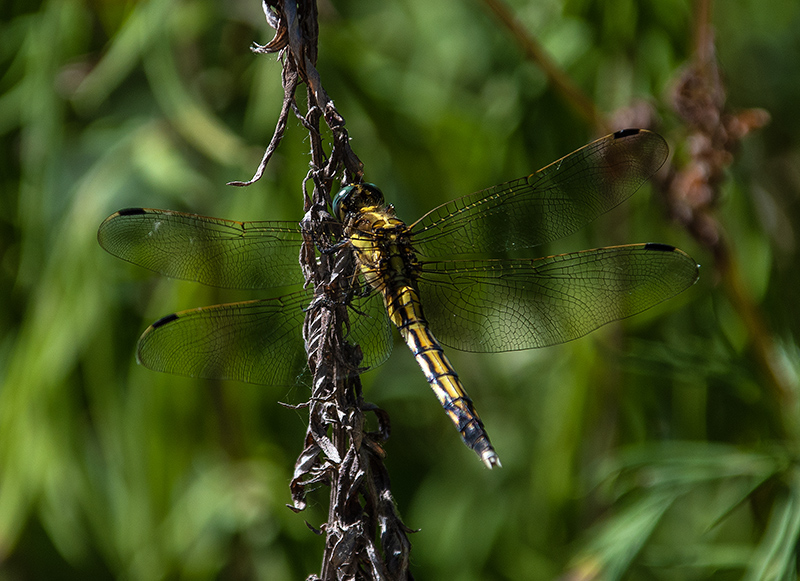 Orthetrum-albistylum_-femmina-(1).jpg