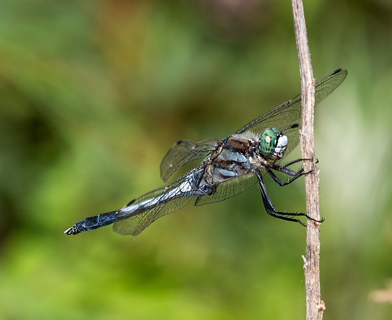 Orthetrum-albistylum_-maschio-(16).jpg