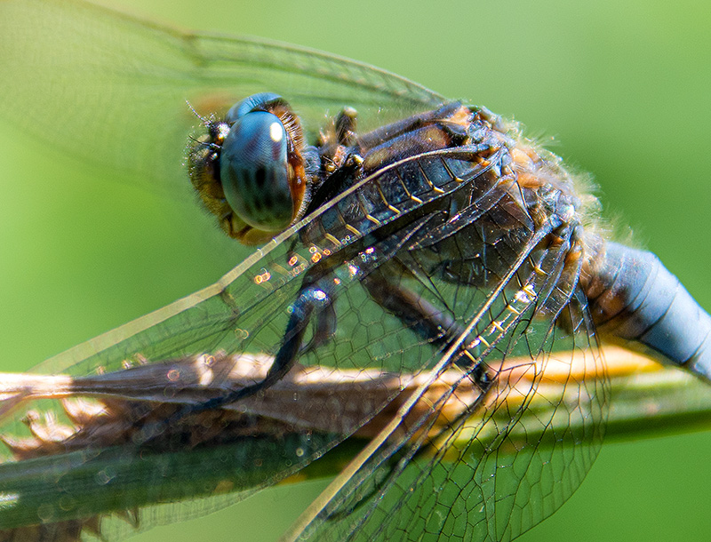 Orthetrum-coerulescens_-maschio-(11).jpg