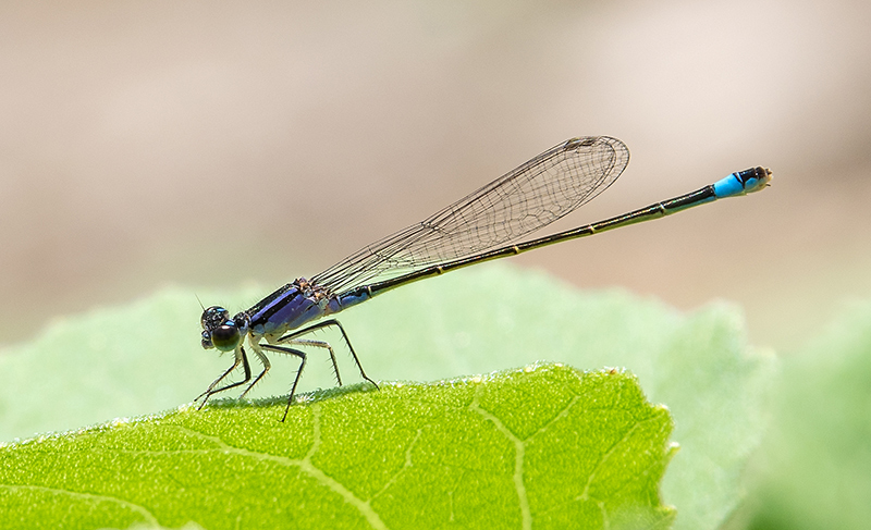 Ischnura-elegans_-femmina-immatura-'violacea'-(11).jpg