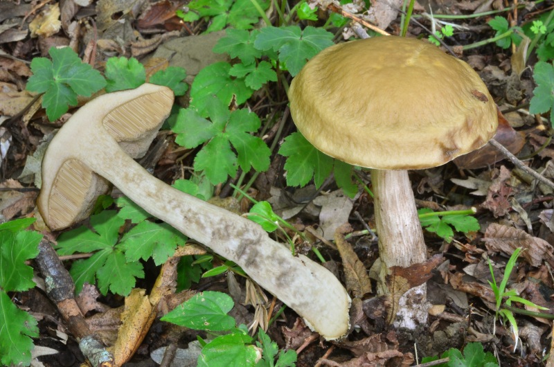 Leccinum pseudoscabrum 02-5.jpg