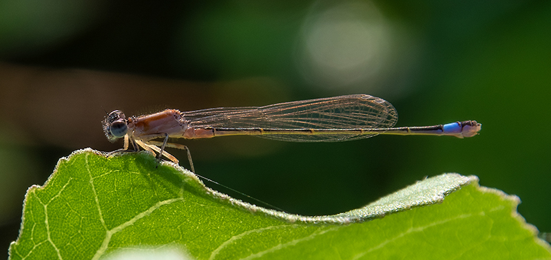 Ischnura-elegans_-femmina-immatura-'rufescens'-(15).jpg