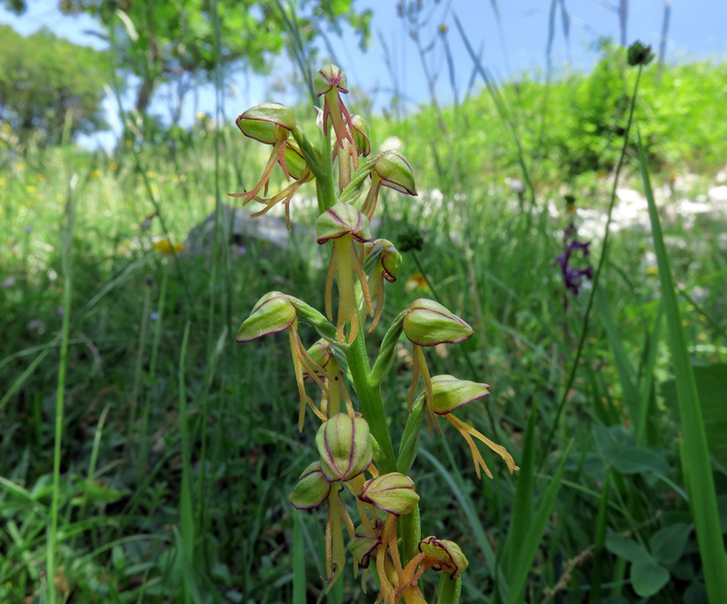 Orchis anthropophora.jpg