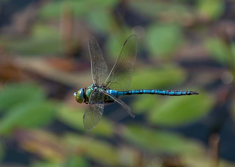 Anax-imperator_-maschio-in-volo-(52).jpg