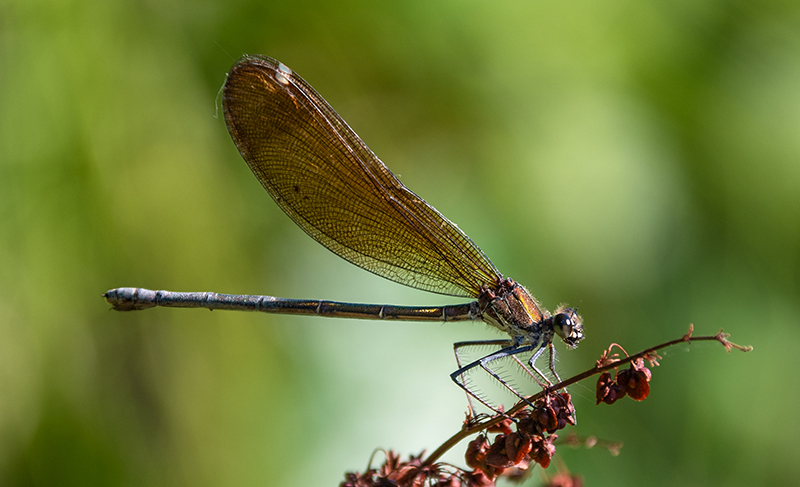 Calopteryx-haemorrhoidalis_-femmina-(58).jpg