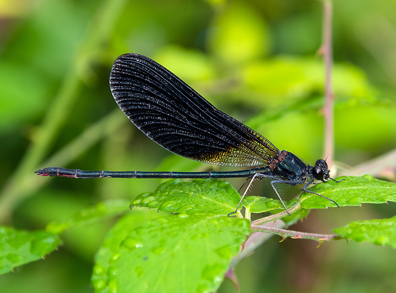 Calopteryx-haemorrhoidalis_-maschio-(48).jpg