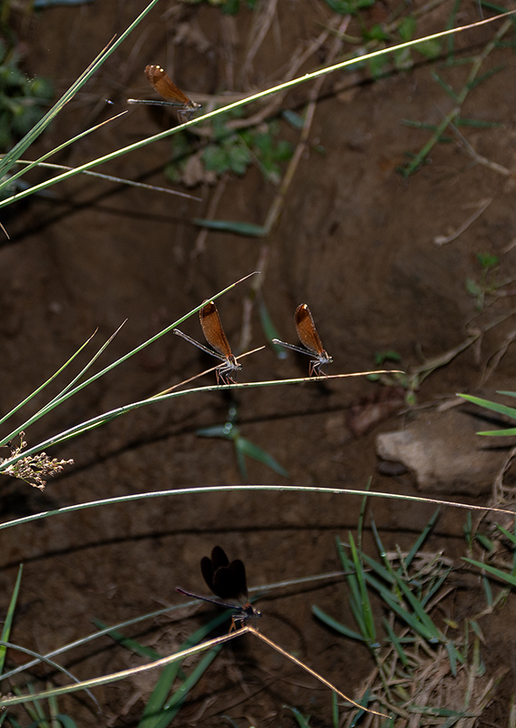 Calopteryx-haemorrhoidalis_-maschio-e-femmine-(3).jpg