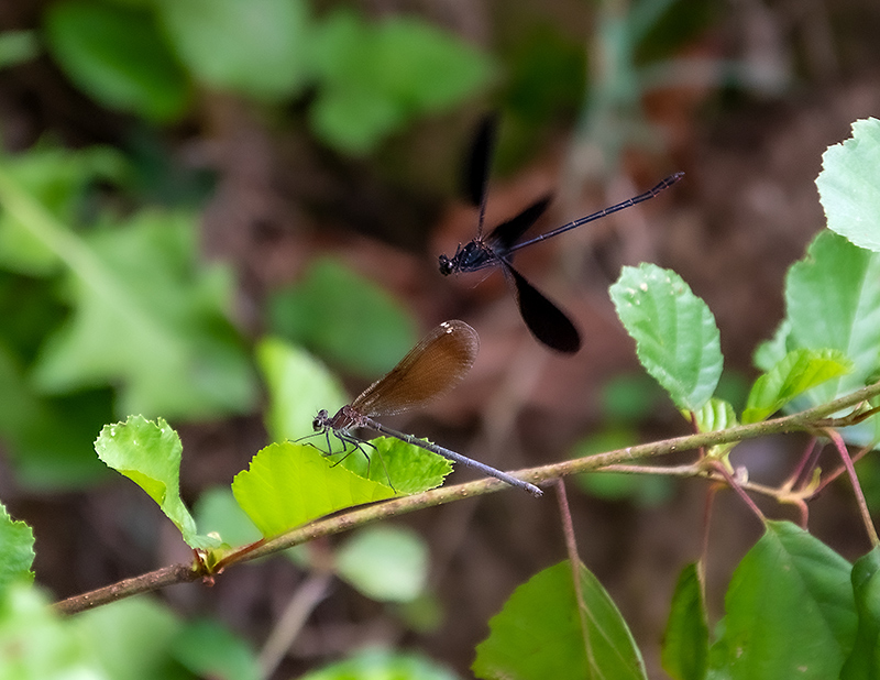 Calopteryx-haemorrhoidalis_-sequenza-attacco-e-copula-(1).jpg