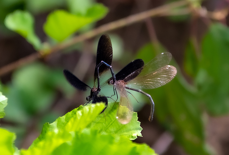 Calopteryx-haemorrhoidalis_-sequenza-attacco-e-copula-(10).jpg