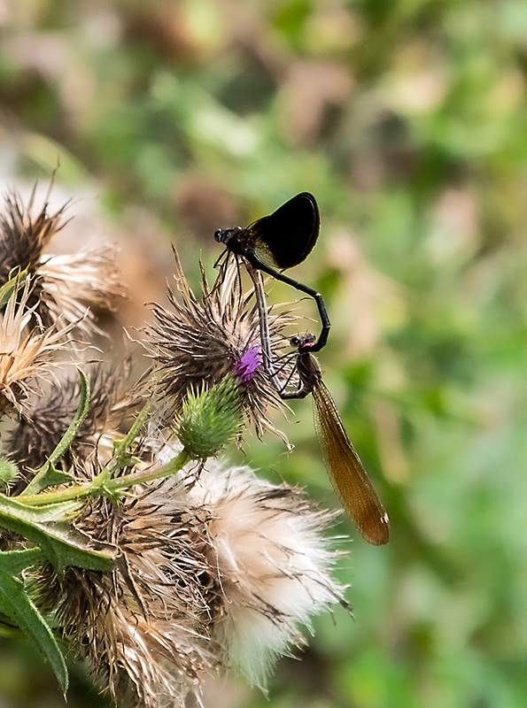 Calopteryx-haemorrhoidalis_-sequenza-attacco-e-copula-(18).jpg