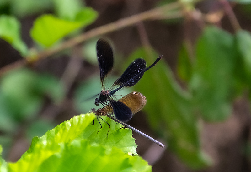 Calopteryx-haemorrhoidalis_-sequenza-attacco-e-copula-(3).jpg