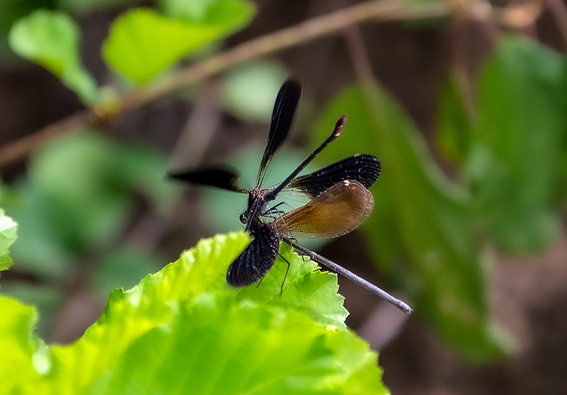 Calopteryx-haemorrhoidalis_-sequenza-attacco-e-copula-(5).jpg