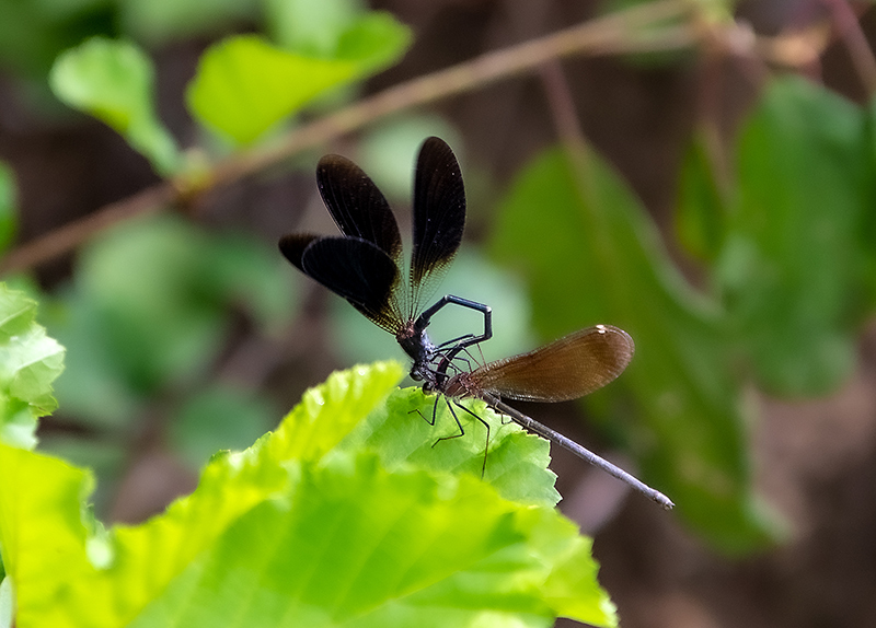 Calopteryx-haemorrhoidalis_-sequenza-attacco-e-copula-(6).jpg