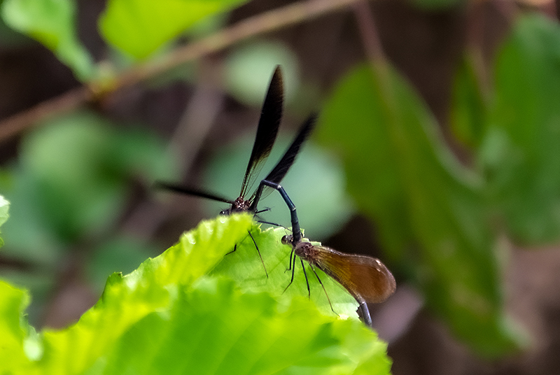 Calopteryx-haemorrhoidalis_-sequenza-attacco-e-copula-(9).jpg