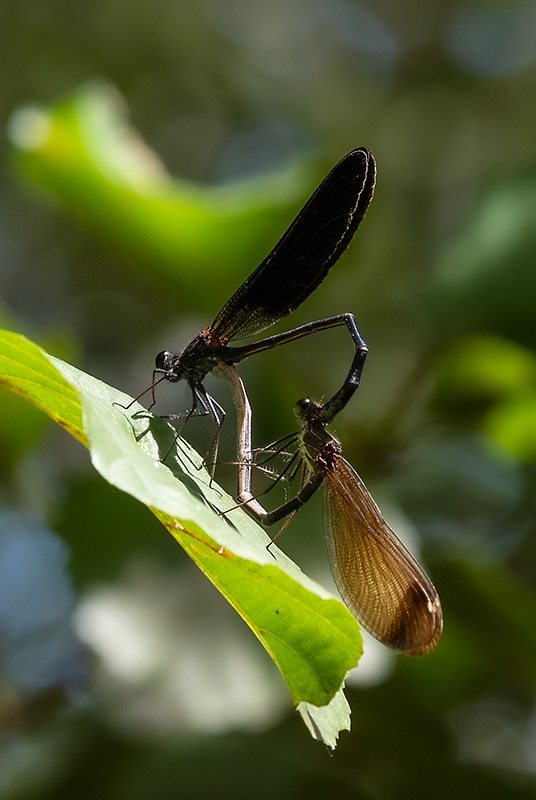 Calopteryx-haemorrhoidalis_-tandem-e-success.-copula-(5).jpg